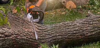  , USA Tree Removal Pros